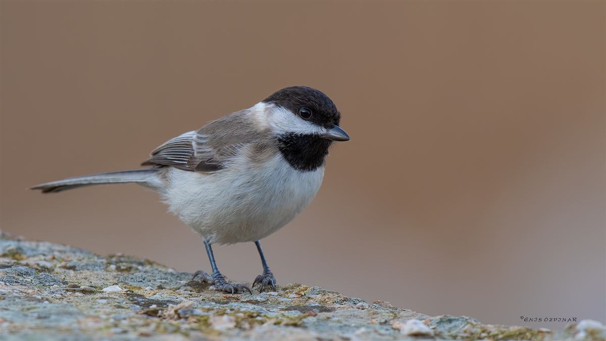Sombre Tit