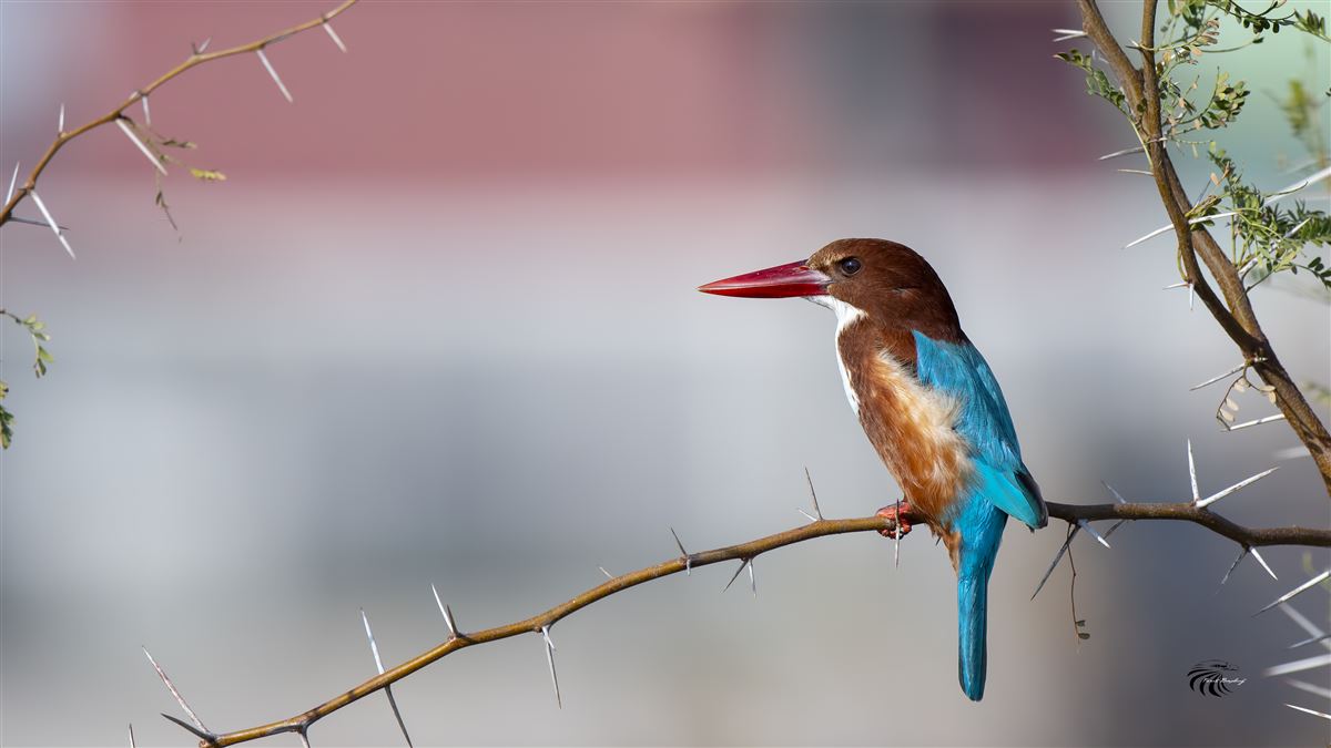 White-throated Kingfisher