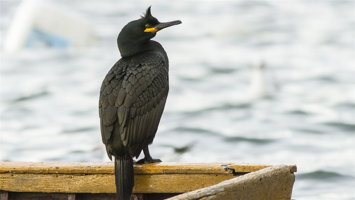 European Shag