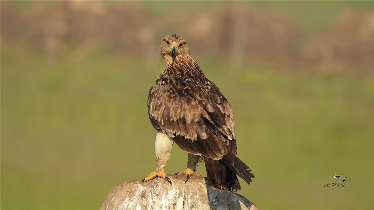 Eastern Imperial Eagle