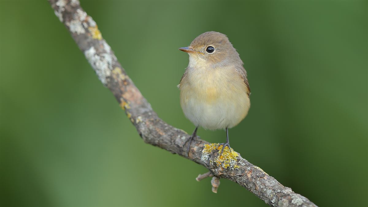 Red-breasted Flycatcher