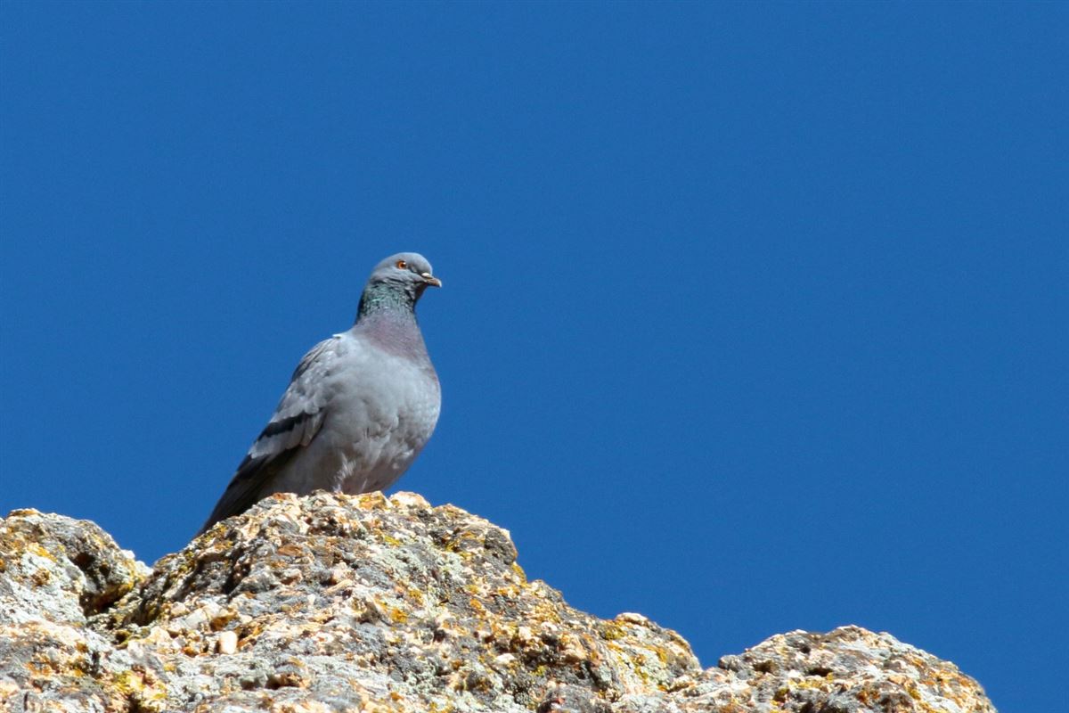 Rock Dove