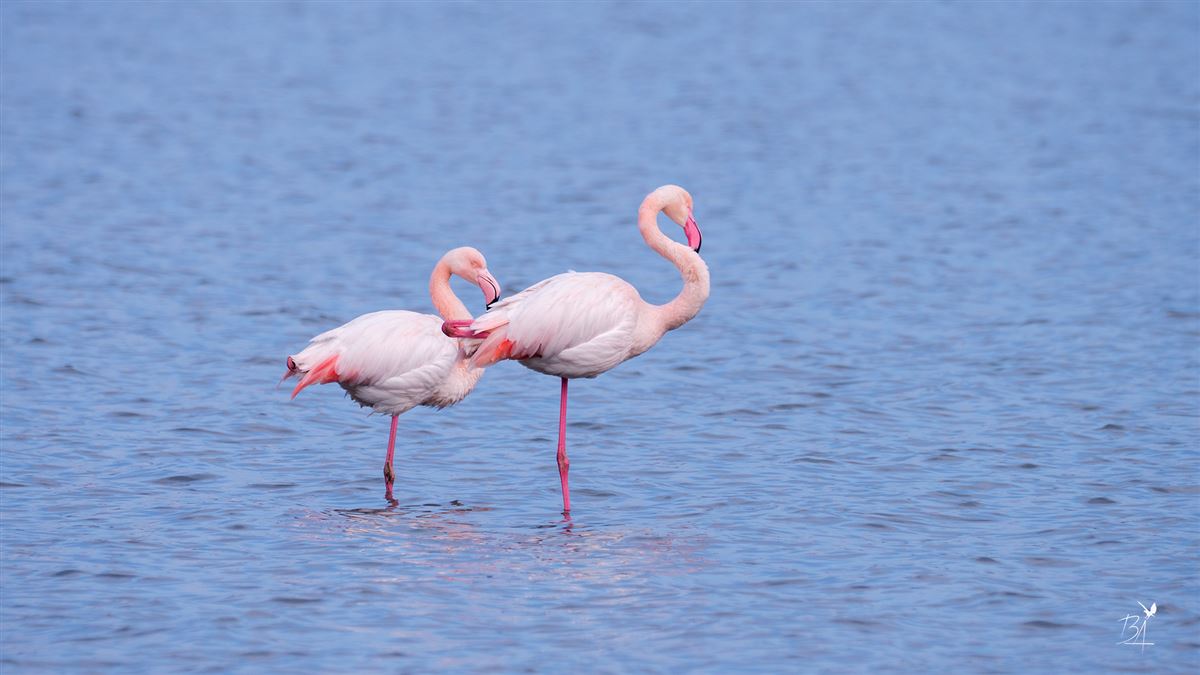 Flamingo