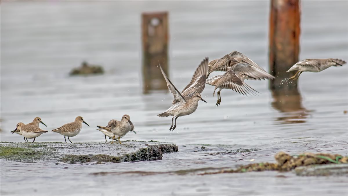 Red Knot