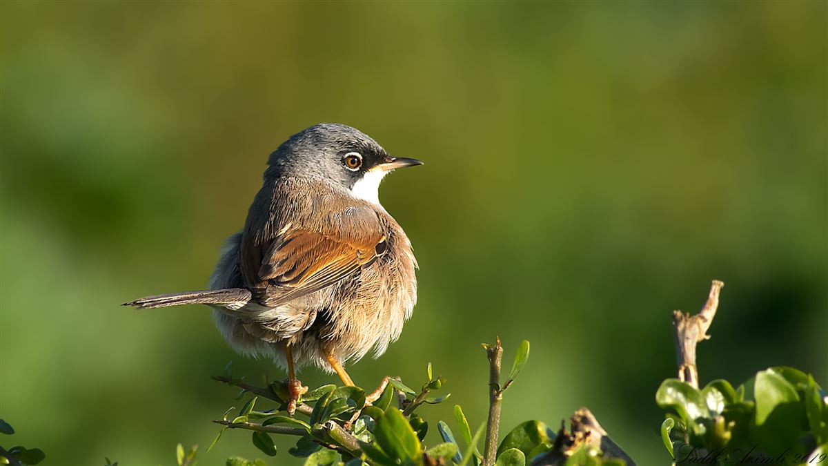 Spectacled Warbler