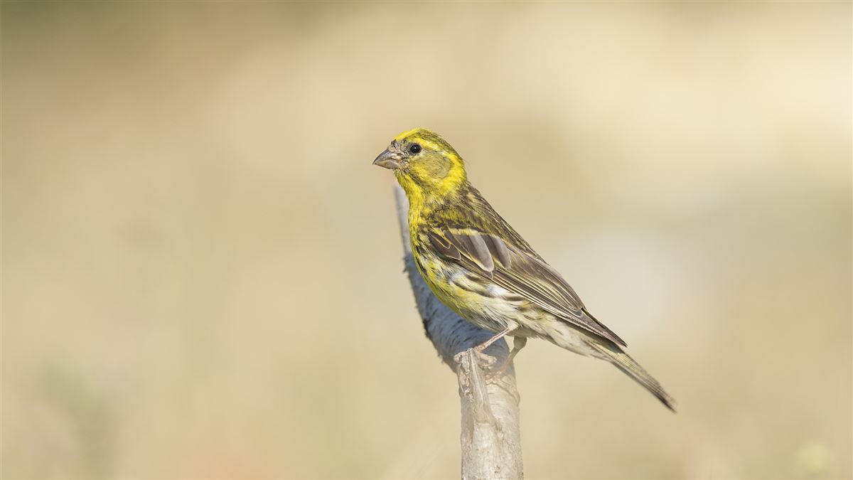 European Serin