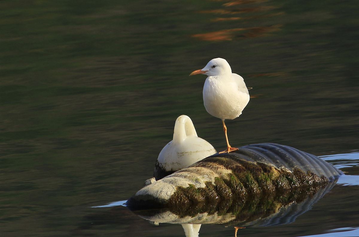 Slender-billed Gull