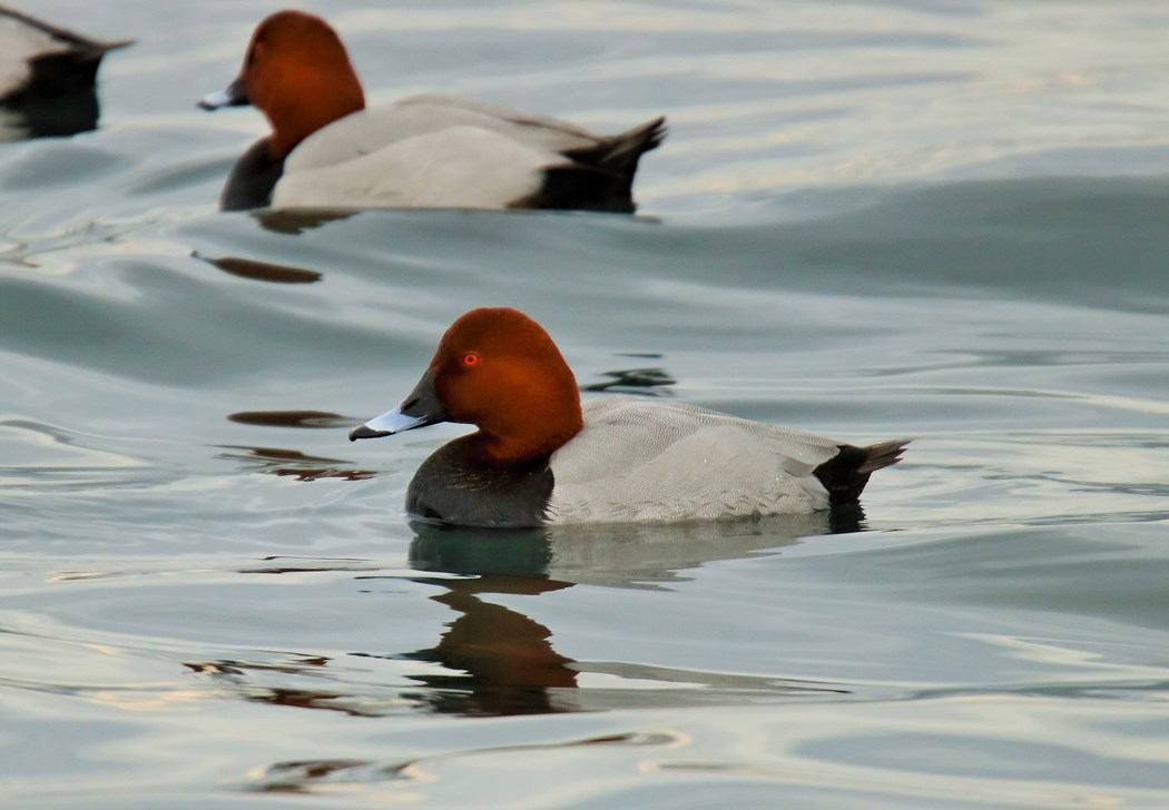 Common Pochard
