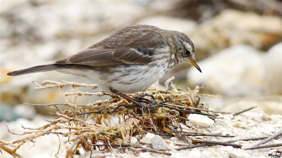 Water Pipit