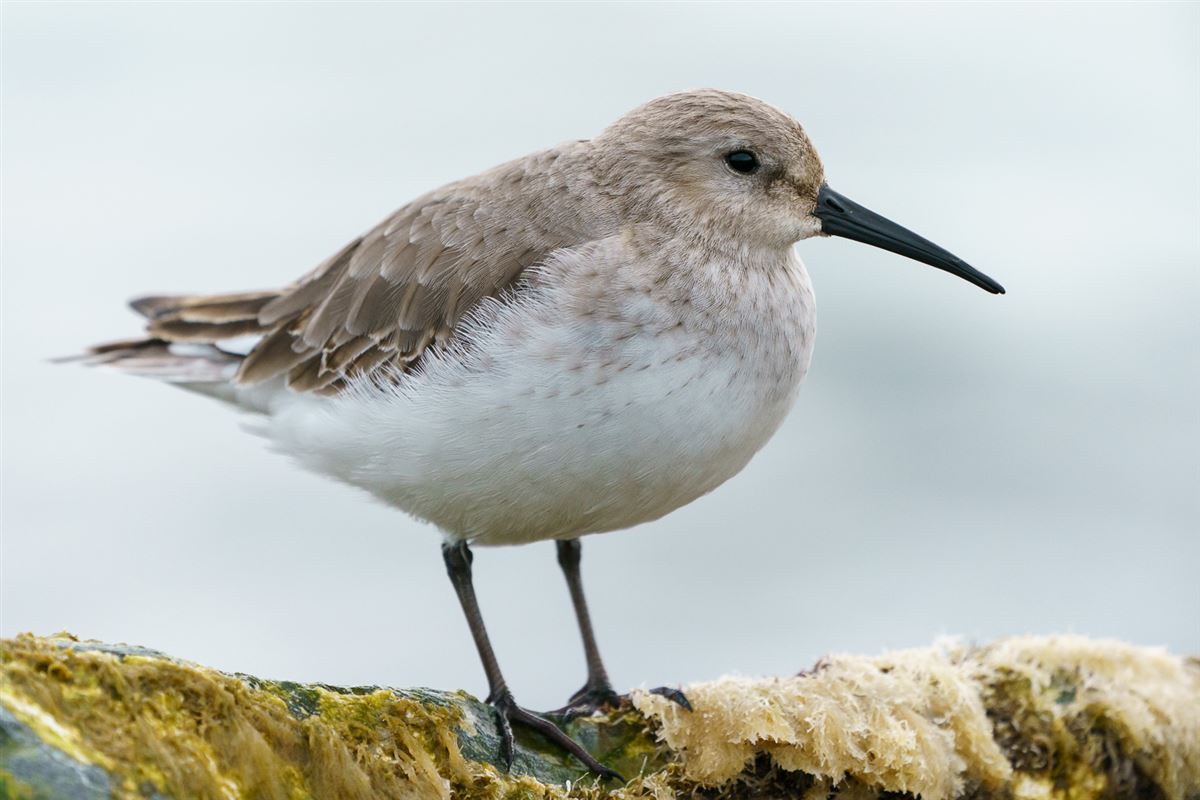 Dunlin