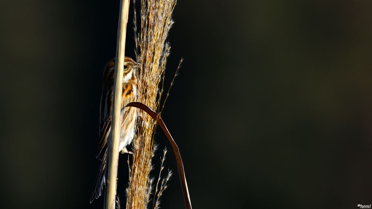 Common Reed Bunting