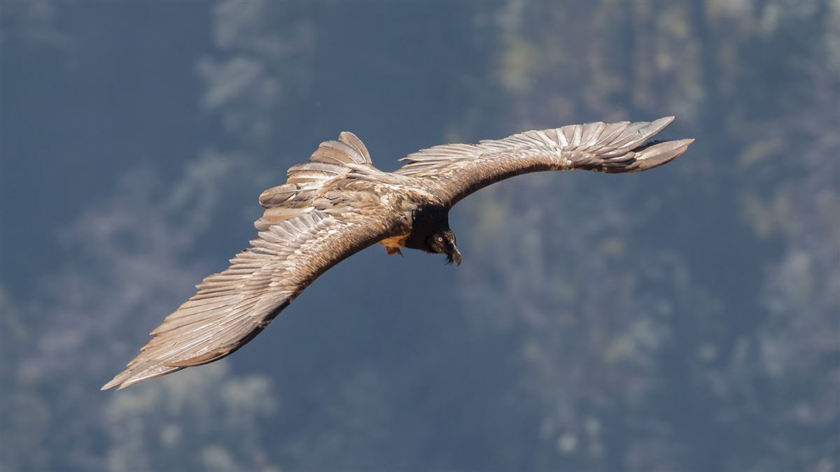 Bearded Vulture