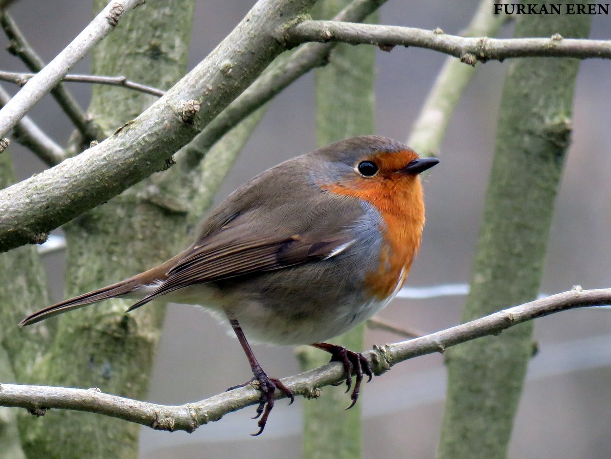 European Robin