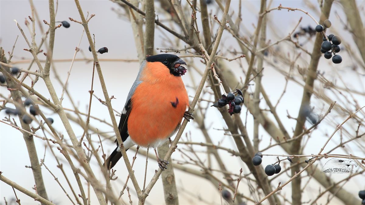 Eurasian Bullfinch