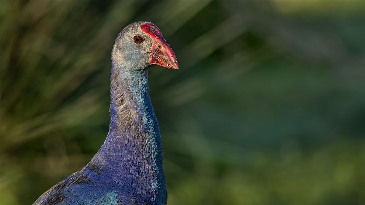 Grey-headed Swamphen