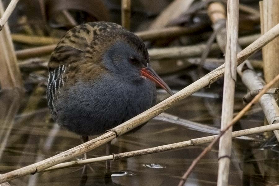 Water Rail