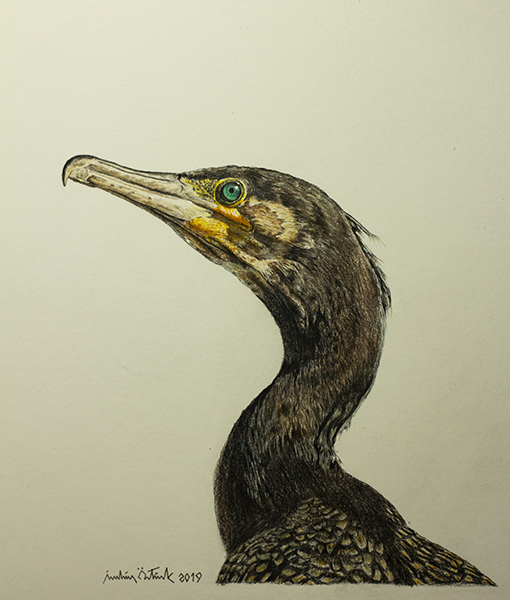 Great Cormorant