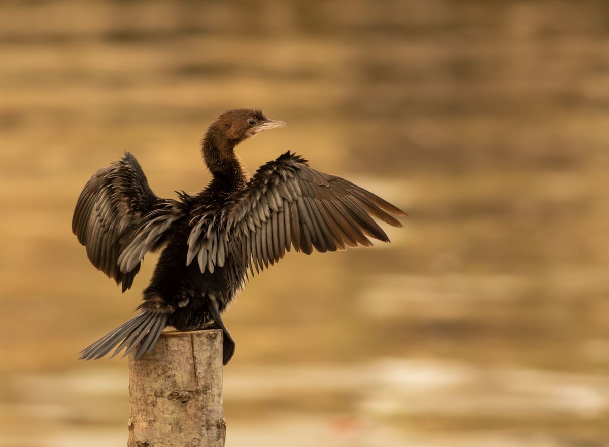 Pygmy Cormorant