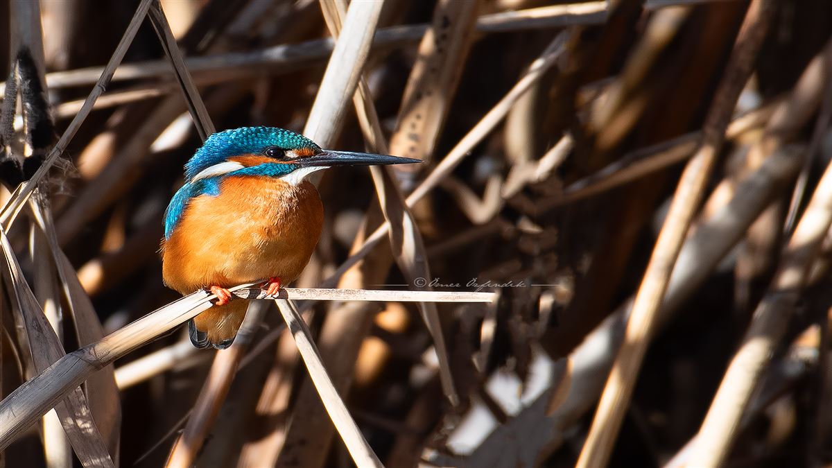 Common Kingfisher