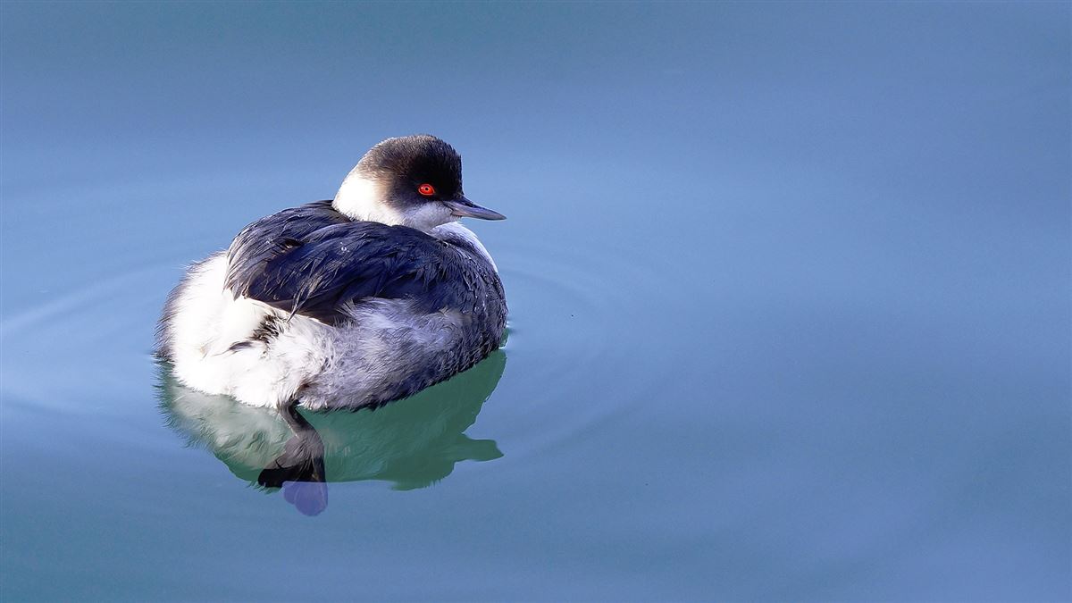 Black-necked Grebe