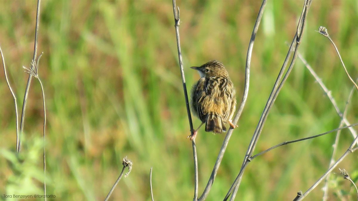 Zitting Cisticola