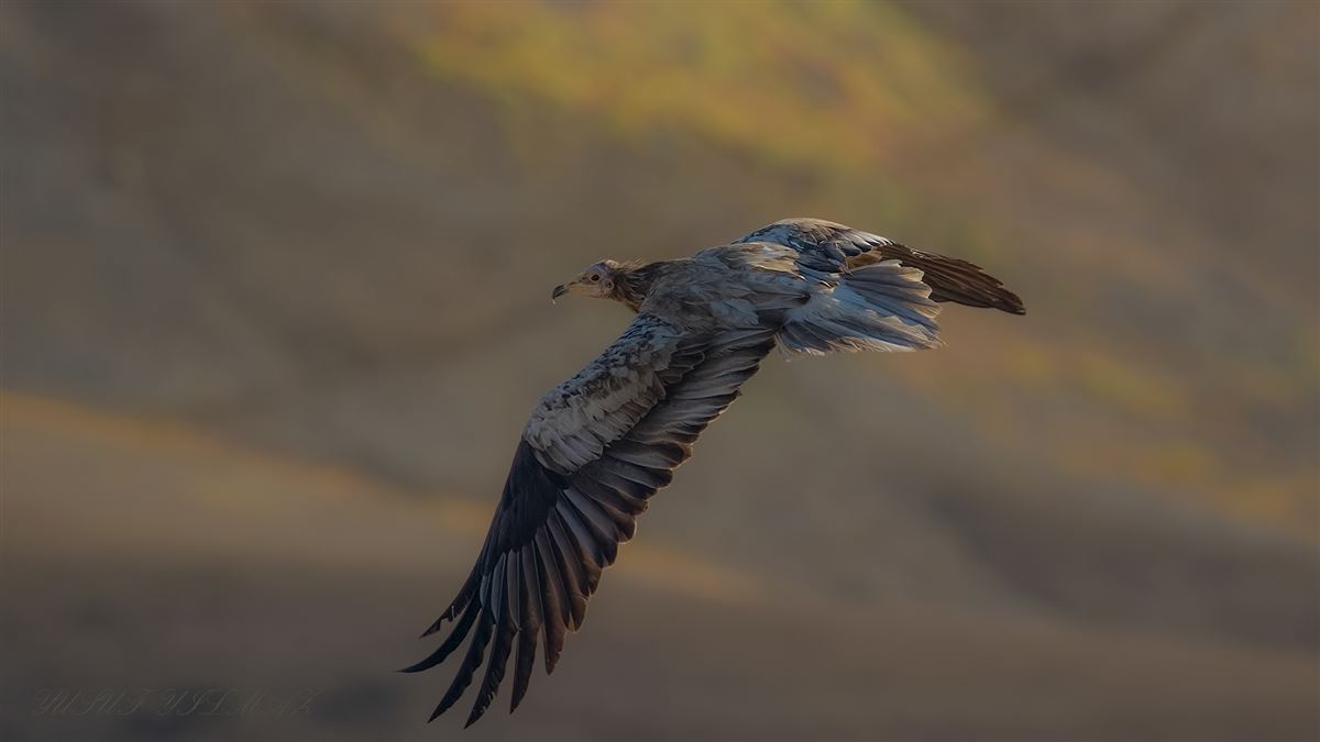 Egyptian Vulture