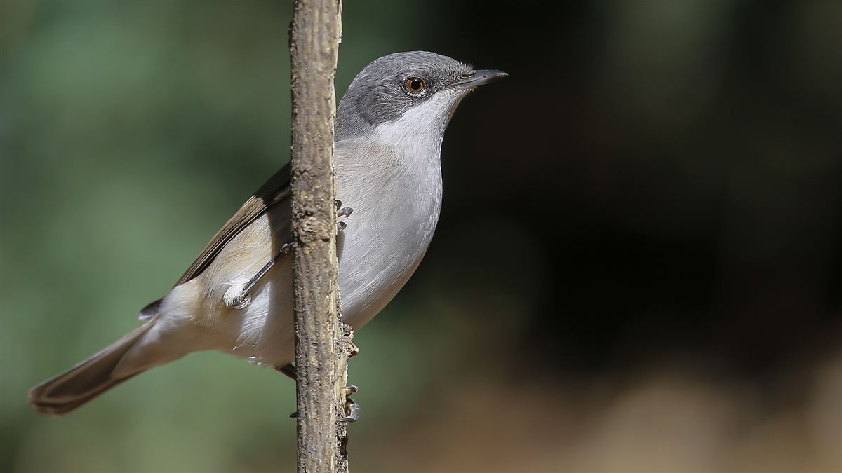 Lesser Whitethroat