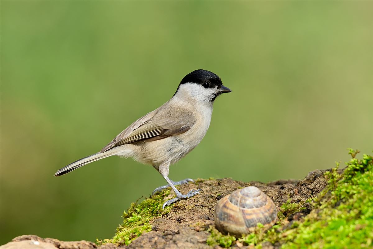 Marsh Tit