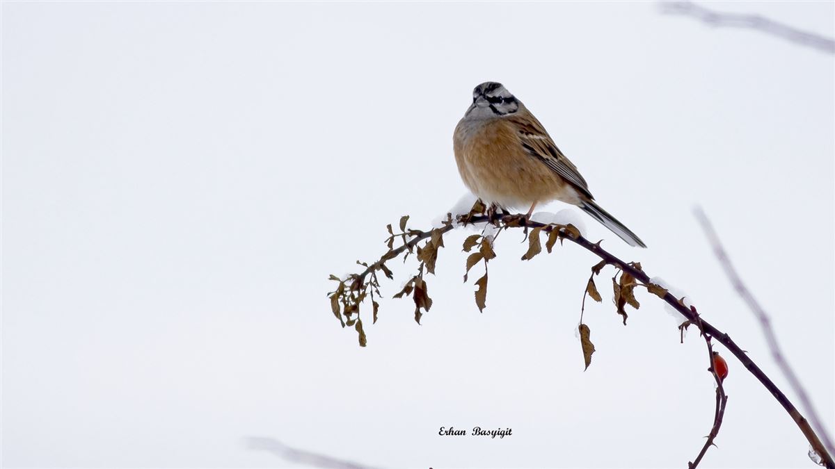 Rock Bunting