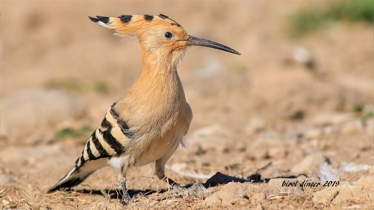 Eurasian Hoopoe