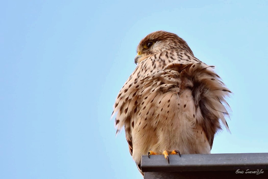 Common Kestrel