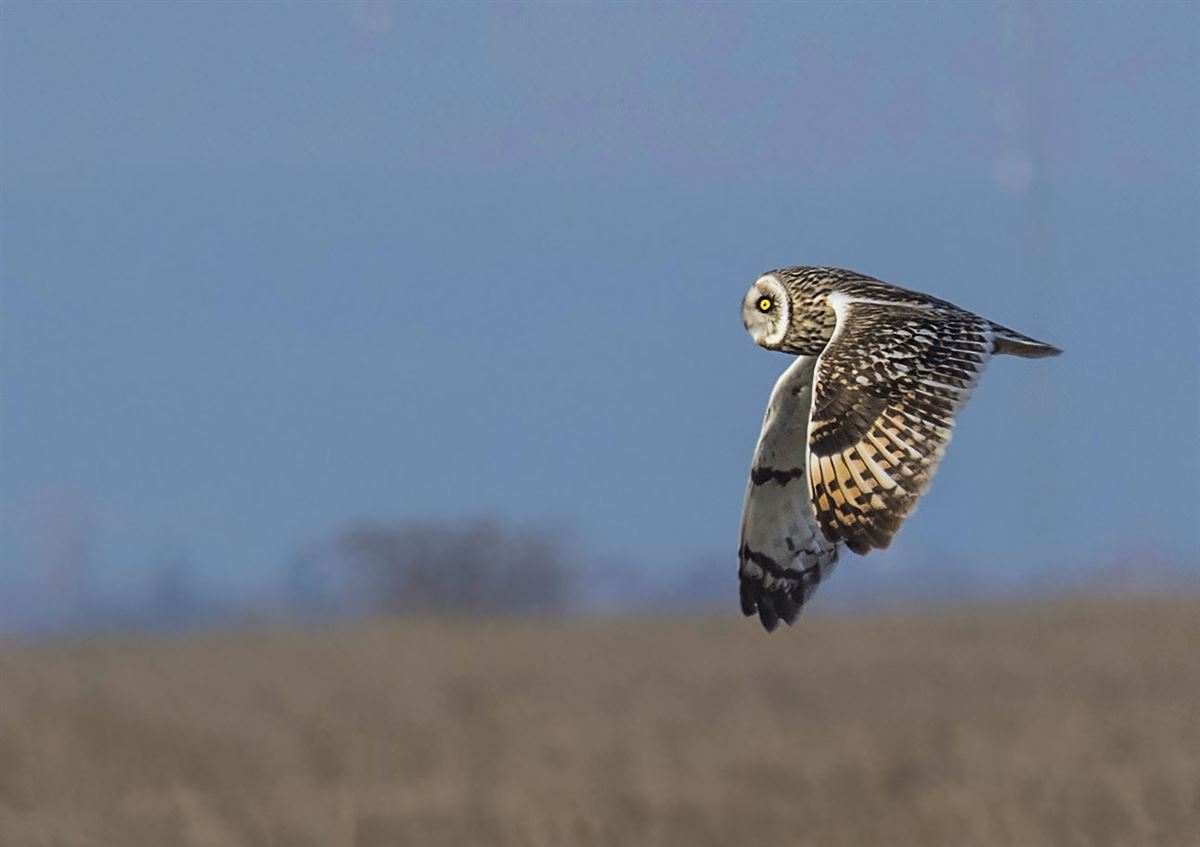 Short-eared Owl