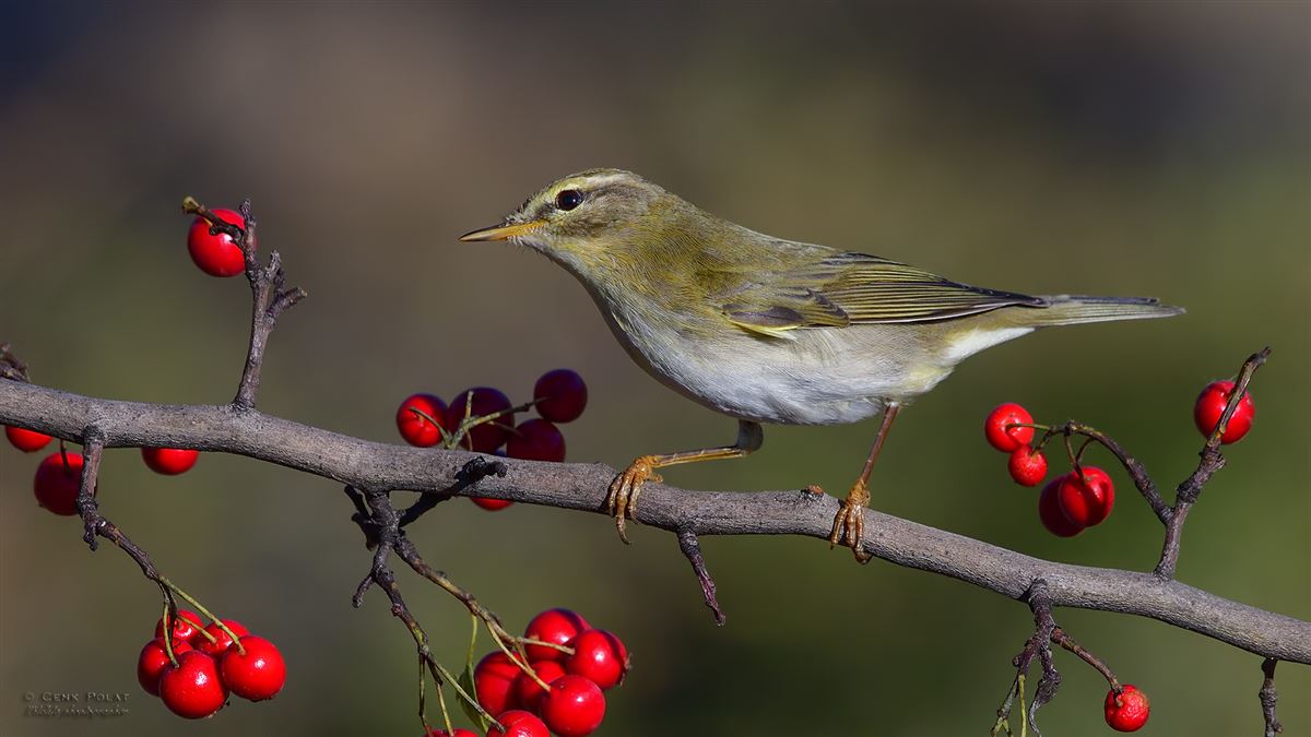 Willow Warbler