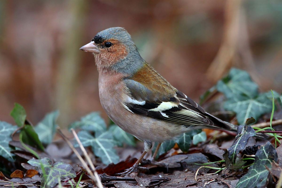Eurasian Chaffinch