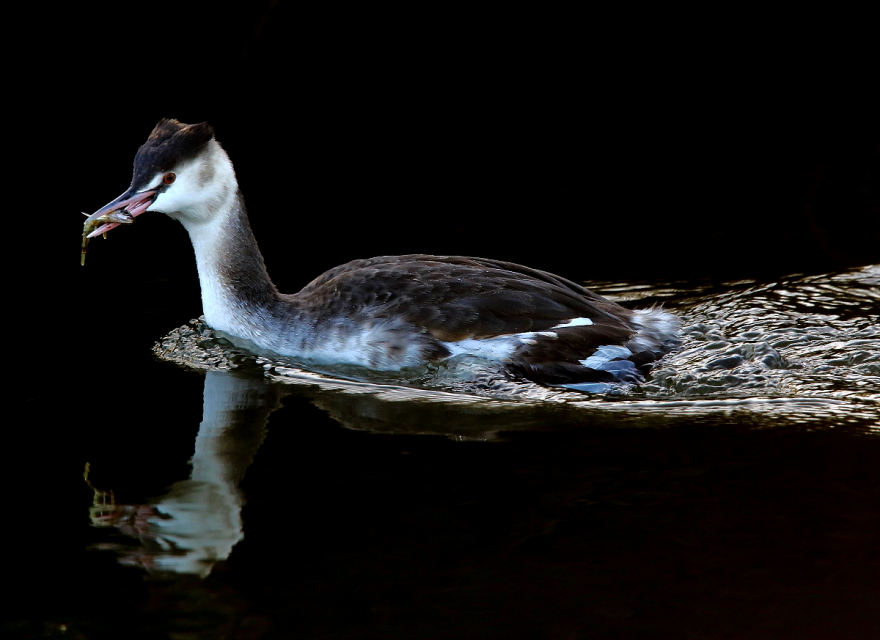 Great Crested Grebe