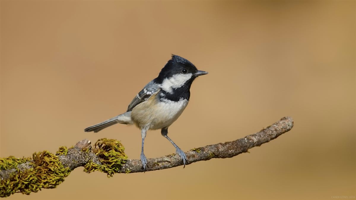 Coal Tit