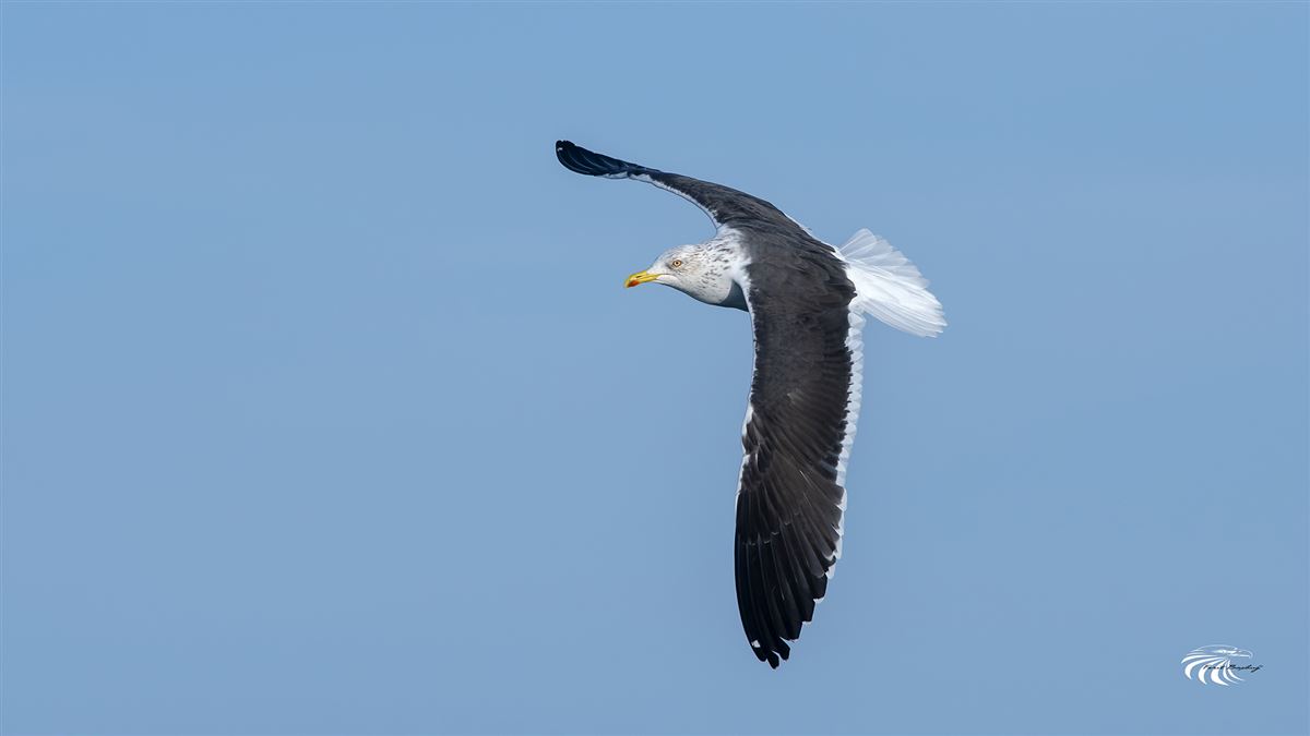 Lesser Black-backed Gull