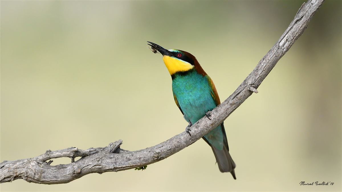 European Bee-eater