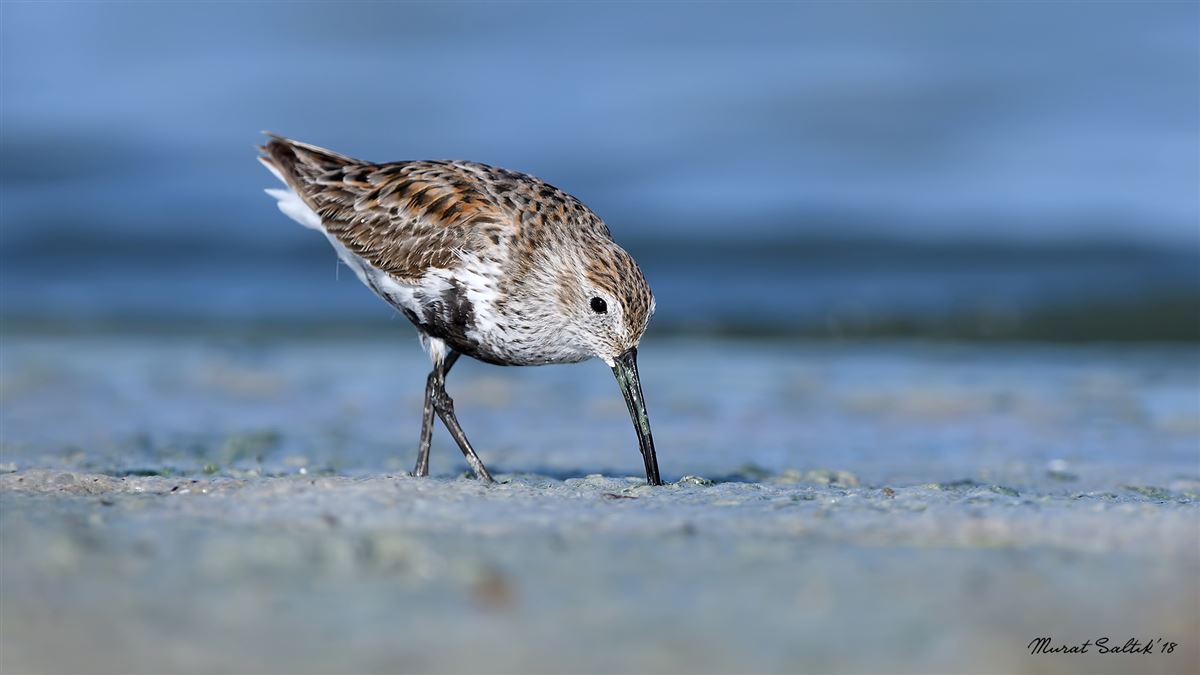 Dunlin
