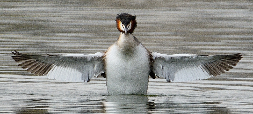 Great Crested Grebe