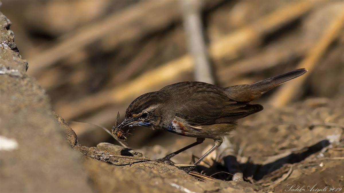 Bluethroat