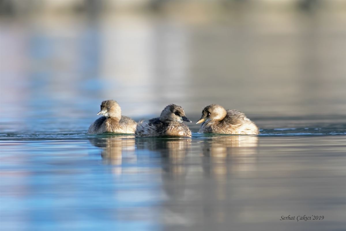 Little Grebe