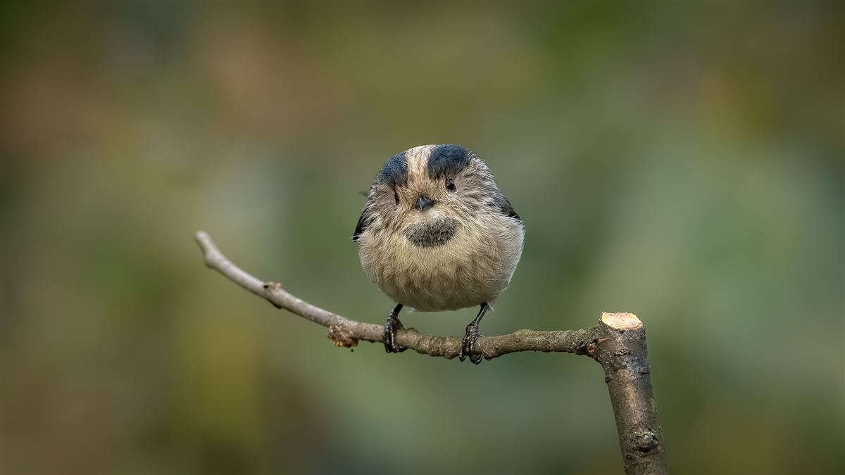 Long-tailed Tit