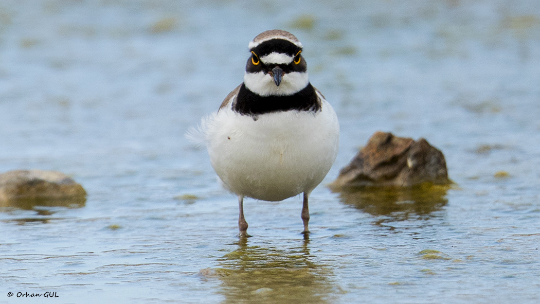 Little Ringed Plover