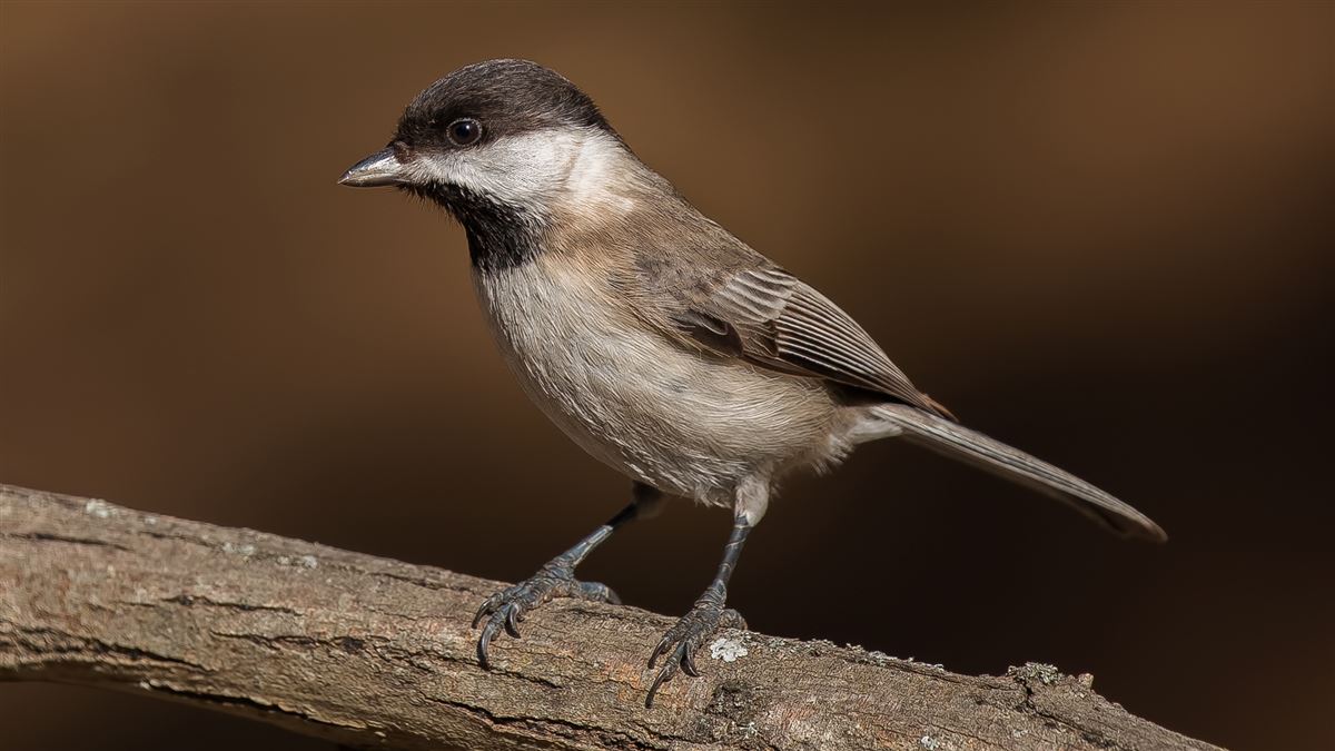 Sombre Tit
