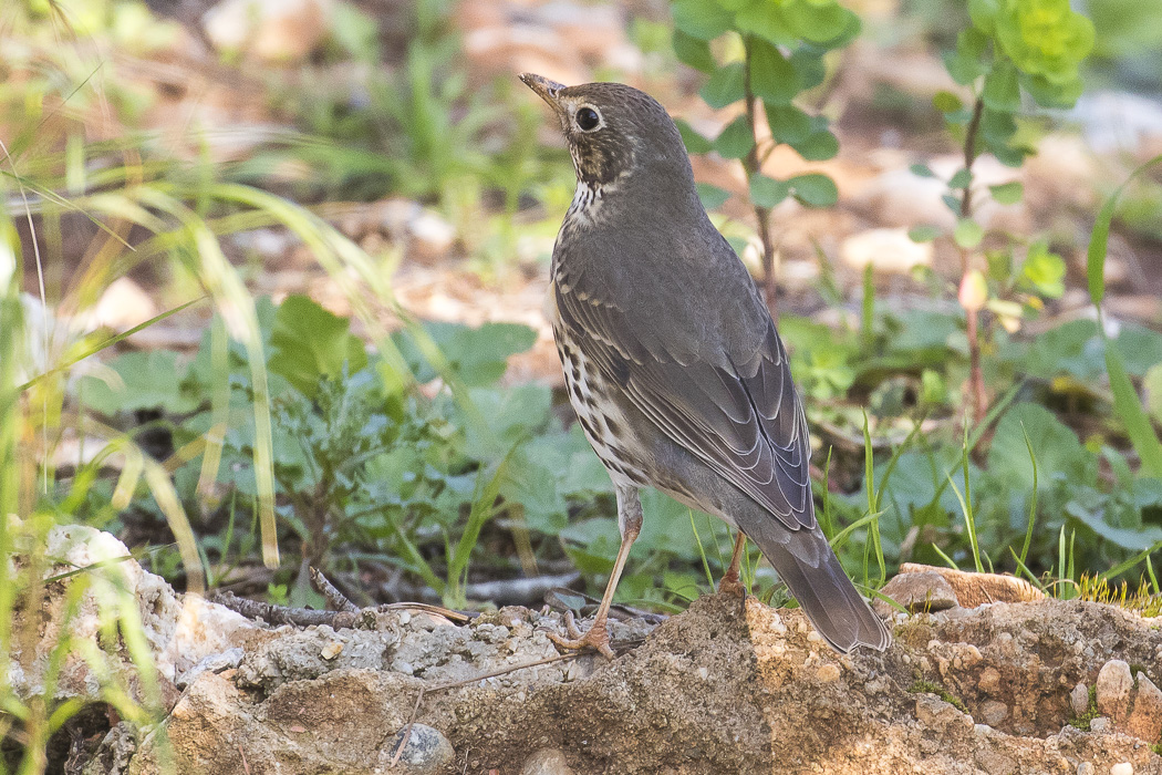 Song Thrush