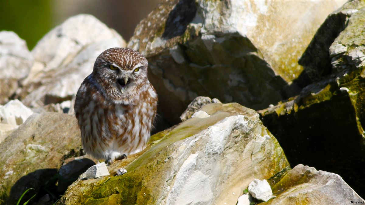 Little Owl