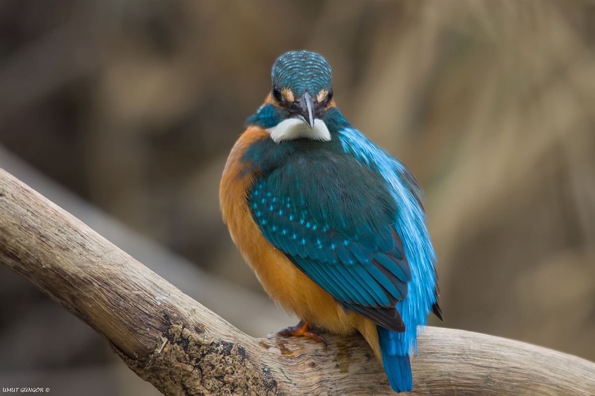 Common Kingfisher