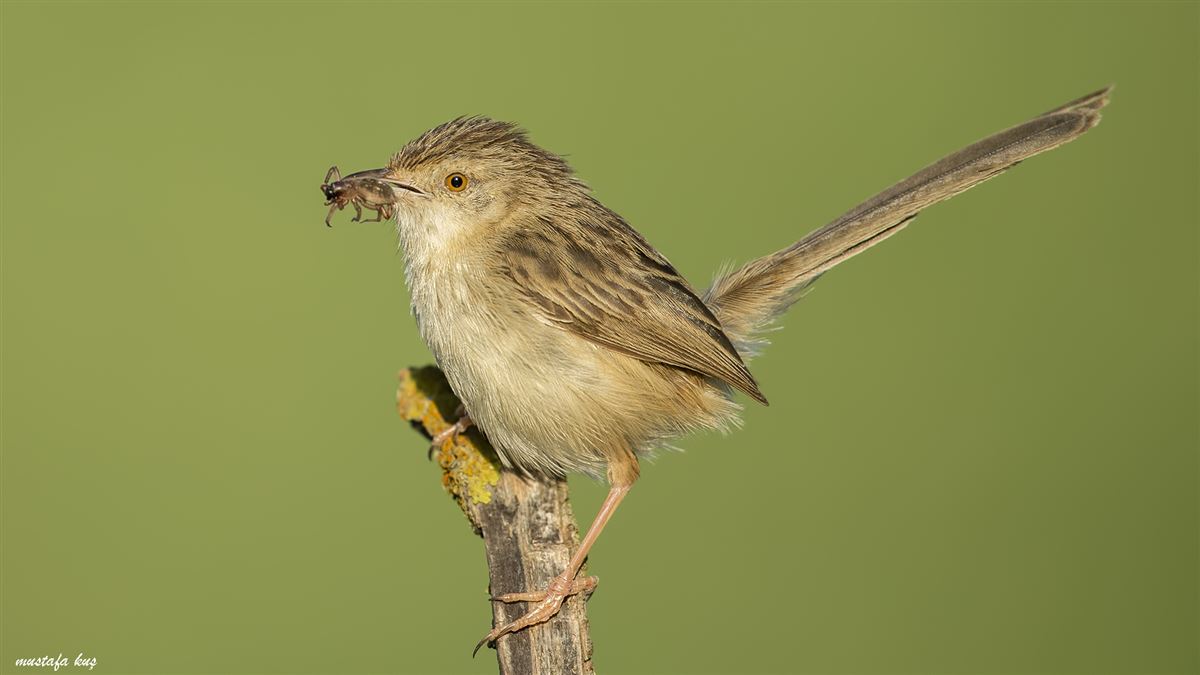 Delicate Prinia