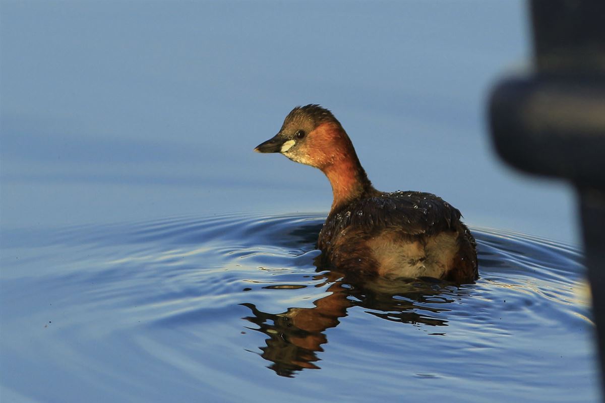 Little Grebe